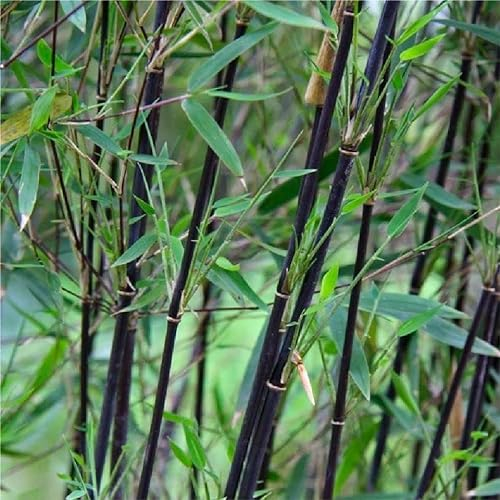 1 Fargesia nitida Bambus Black Pearle 80-100cm Schwarzer-Schirmbambus winterhart Hecke x