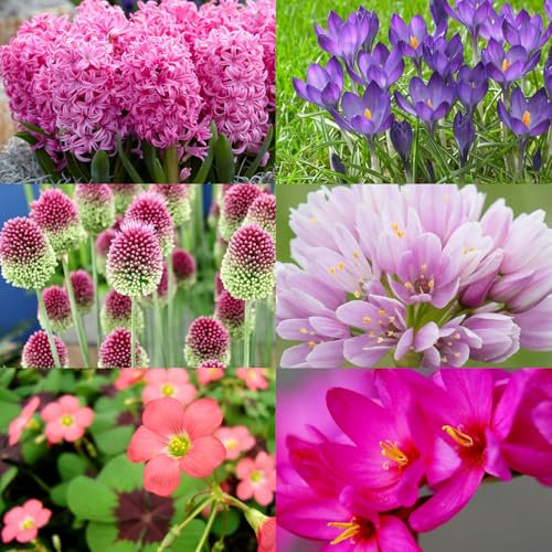 Carbeth Plants - Pink Mixed Spring Bulb Collection - 50 Spring Summer Flowering Perennial Bulbs - UK Hardy Low Maintenance Pollinator Friendly - Grow in Beds, Borders and Patio Pots