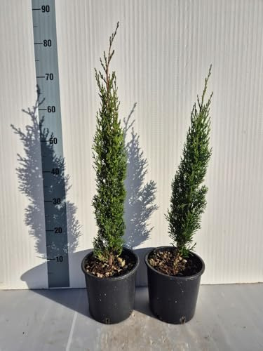 Cipresso Totem (Cupressus sempervirens ‘Totem’) – Pianta Vera Ornamentale Sempreverde per Giardini e Vasi - Foto Reali - Giulian Giovani Piante