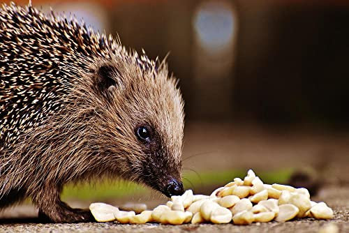 hansepuzzle 29737 - Igel Puzzle 2000 Teile - Tierwelt Motiv mit hochwertiger Aufbewahrung: Kartonbox und wiederverschließbarem Beutel - Format 90 × 60 cm