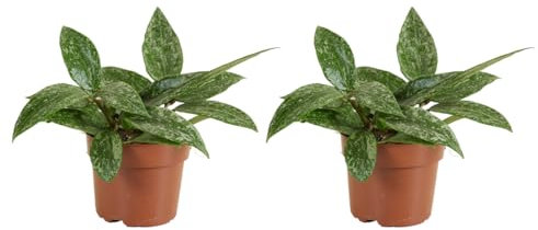 Bloomique - Hoya Rangsan - Wachsblume - Hängepflanze - Zimmerpflanzen - Pflegeleicht - 15-20 cm hoch - Topf 12 cm