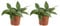 Bloomique - Hoya Rangsan - Wachsblume - Hängepflanze - Zimmerpflanzen - Pflegeleicht - 15-20 cm hoch - Topf 12 cm