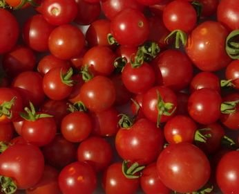 Tomate Miel de Mexique - mexikanische Honigtomate - 10 Samen