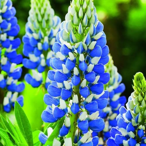 Plant World Seeds - Lupinus X Russellii 'The Governor' Seeds (Annual/Perennial Flower Seeds)