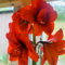 Bulbi di Amaryllis. Pianta perenne per un giardino facile da coltivare-1bulbi-S