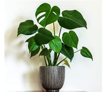 Monstera deliciosa (Swiss Cheese Plant) in 17cm Pot - 50-60cm Tall Houseplant