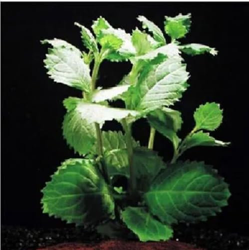 Hygrophila difformis en emmerse plante aquarium vert