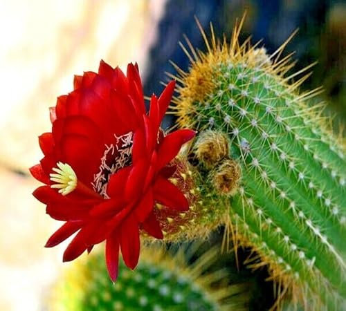 Nuovi semi di fiori di cactus freschi 100 pezzi 100 pezzi per piantare rosso