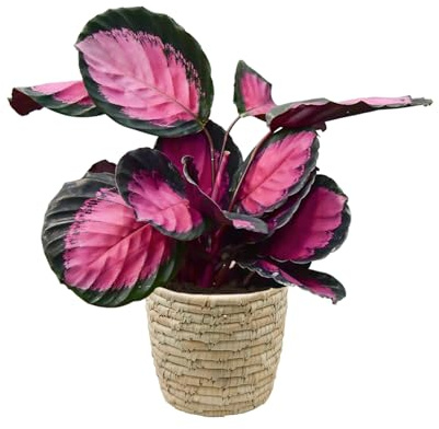 Green Me Up Set Calathea Rose Crimson im 13 bis 15 cm Topf, Zimmerpflanze 25 bis 30 cm mit rosa Blattmuster, Dekoset im Korb aus Palmblättern 18 cm, für Fensterbank oder Sideboard, Tierfreundlich