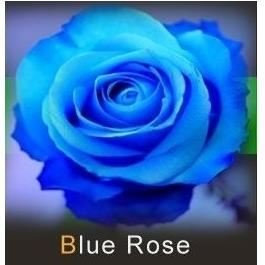 les colis noirs lcn 20 graines de Rose rosiers Couleur Bleu