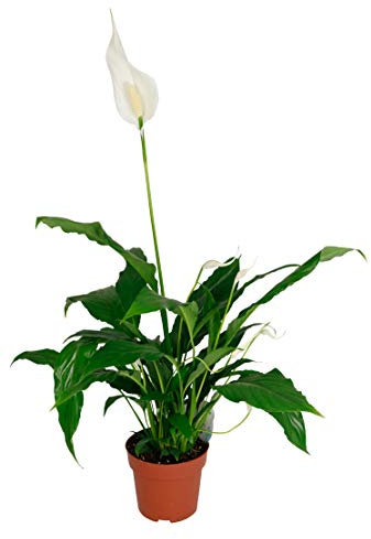 Spathiphyllum wallisii, im 13cm Topf, Einblatt, 50cm hoch