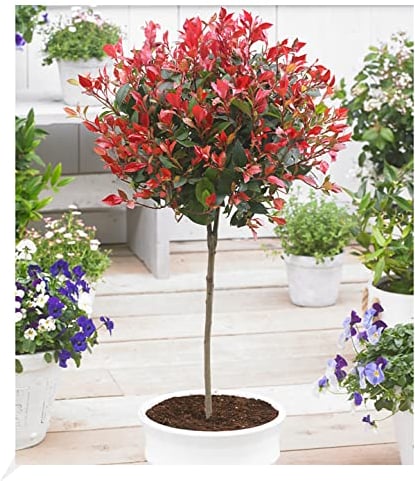 BALDUR Garten immergrünes Photinia-Stämmchen Little Red Robin® 1 Pflanze, Glanzmispel, winterhart, blühend, Photinia fraseri, schnellwachsend, Glanzmispel