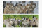 1x 3D Lesezeichen Wölfe 15x5cm Tiere Wackelbild Wackelkarte Buchzeichen Bookmark Bücher Buch Wolf