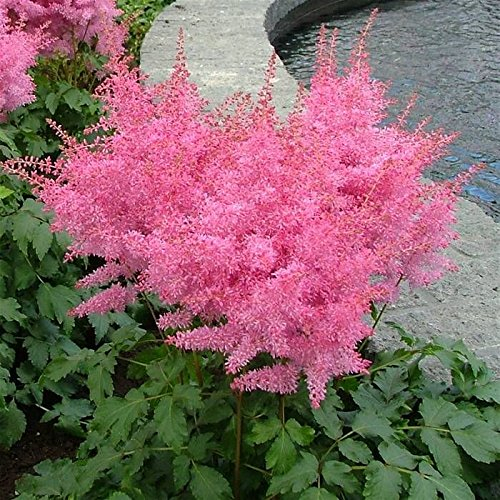 1 x Astilbe arendsii 'Astary Rose' (Winterhart/Stauden/Staude/Mehrjährig) Prachtspiere - in Rosa - Weiche Blütenwolken in bezauberndem Rosa - Sehr Bienen und Insektenfreundlich - von Stauden Gänge