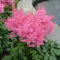 Stauden Gänge 1 x Astilbe arendsii 'Astary Rose' (Winterhart/Stauden/Staude/Mehrjährig) Prachtspiere - in Rosa - Weiche Blütenwolken in bezauberndem Rosa - Sehr Bienen und Insektenfreundlich