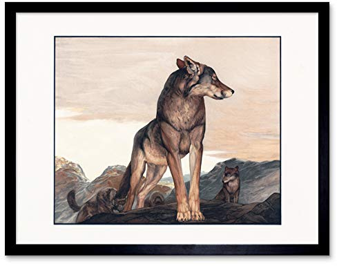 Fine Art Prints Detmold Akela Einsamer Wolf Dschungelbuch-Gemälde, Kunstdruck, gerahmtes Poster, Wanddekoration, 30,5 x 40,6 cm