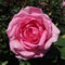 Mum in A Million - 5.5lt Potted Hybrid Tea Garden Rose Bush - Highly Fragrant Pink. Perfect Mum Gift or Mothers Day Rose