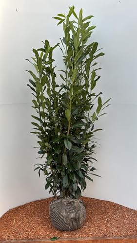 30st. Kirschlorbeer Elly 140-160cm ohne Topf gemessen Heckenpflanzen in super Baumschulqualität schlankwachsende Hecke