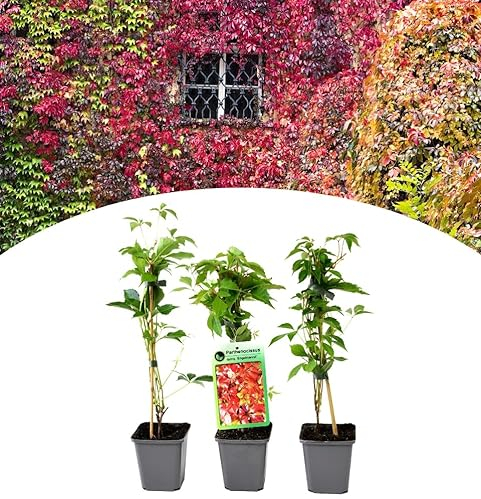 NatureNest, Wildrebe, Parthenocissus quinquefolia, 3 Stück, 30-38 cm, Kletterpflanze, Gartenpflege