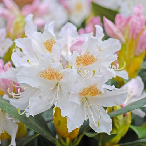 Rhododendron 'Cunningham's White' - Resilient Evergreen with White and Gold Blooms - Ideal for Screening - Hardy Garden Plant - 1x 5 Litre Potted Plants by Thompson & Morgan