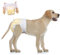 Flying Paws Hunde Windeln,L-30,Anziehbare Einweg-Hundewindeln für Hündinnen - Rüdenwindeln mit 360° elastischem Bund,passt für Taillenumfang 34-54 cm