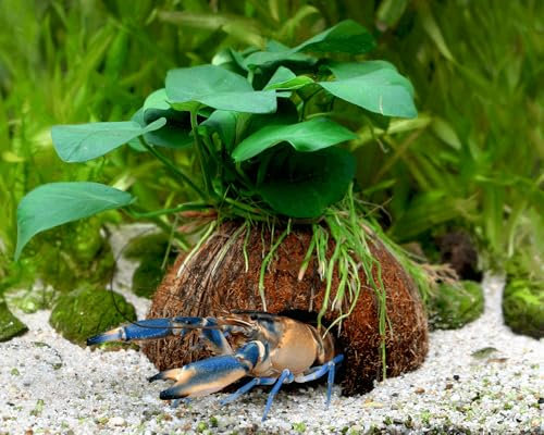 NatureHolic Aquarium Pflanzen Deko Höhle - Kokosnuss mit Anubias Pflanze