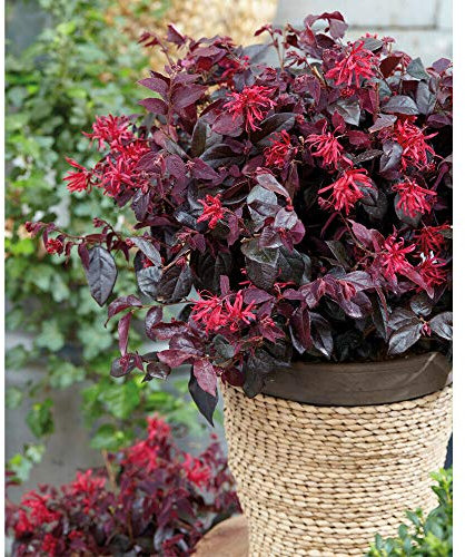 Loropetalum Hardy Shrub Evergreen Garden Plant 'Ever Red' 9cm Pot by Thompson and Morgan (1)