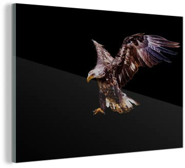 MuchoWow Glasbild Glasfoto Wandbild Bilder Deko 150x100 cm Adler - Vogel - Federn