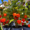 30 pcs Physalis Samen Winterhart kletterpflanzen winterhart, obst samen Kapstachelbeere Samen, früchte pflanzenkübel steingartenpflanzen winterhart obstbäume kaufen pflanztopf obstbaum