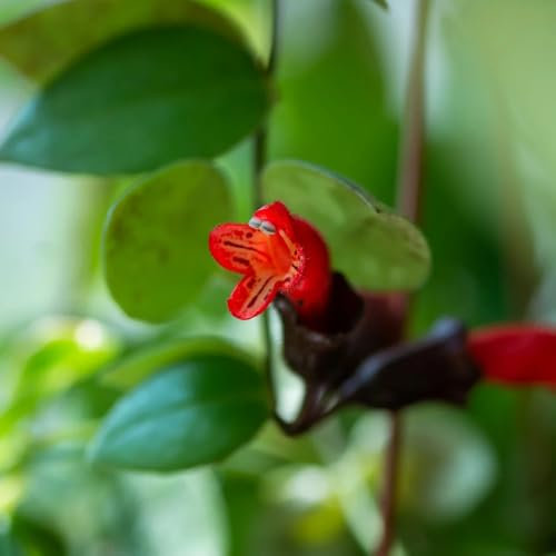 semillas de plantas de interior de flores púbicas, Flores de jardín, plantas perennes resistentes para pleno sol. Semillas de flores de pradera perennes resistentes, jardín de flores 50pcs