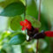 semillas de plantas de interior de flores púbicas, Flores de jardín, plantas perennes resistentes para pleno sol. Semillas de flores de pradera perennes resistentes, jardín de flores 50pcs