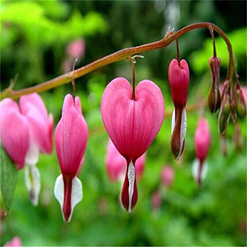 Dicentra spectabilis herzförmige Blumensamen für schöne Gärten, Rosa Packung mit 100 Samen