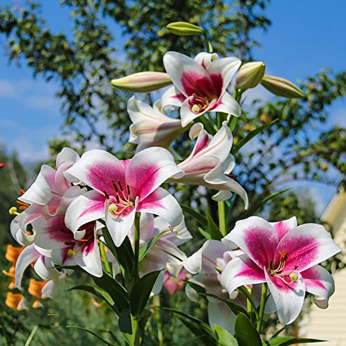 Bulbi Di Gigli Bulbi Di Fiori Perenni Resistenti Gigli Degli Alberi Pianta Da Balcone Giglio Africano Fiori Resistenti Decorazione Di Fiori Ornamentali Bulbi Perenni Giglio 3 Bulbi Di Giglio Gigante