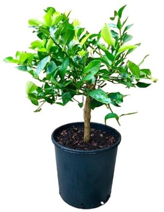 Árbol de Lima Natural Cultiva tus Propias Limas en Casa