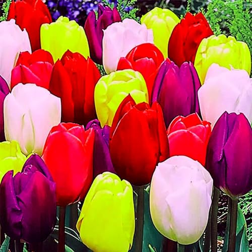 Tulpenzwiebeln Tulpenzwiebeln weiss Tulpenzwiebeln rot Tulpenzwiebeln mehrjährig Tulpen zwiebeln mehrjährig