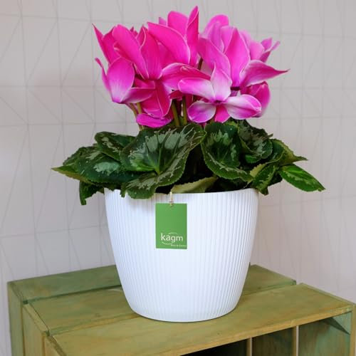 KAGM Blumentopf Übertopf Ø 25cm Weiß Pflanztopf Blumenkübel TOP Neuheit!