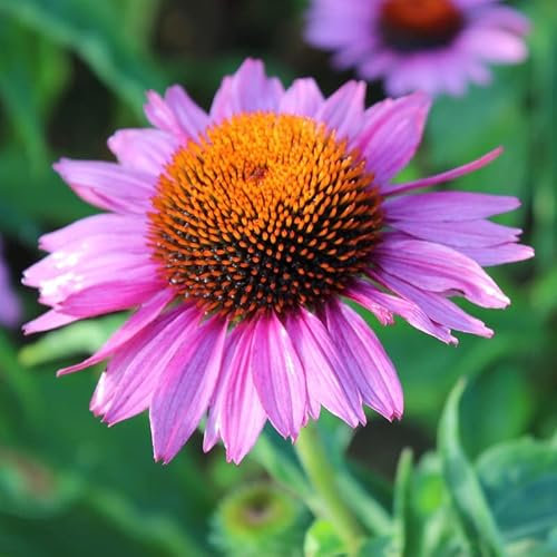 6x Scheinsonnenhut 'Pica Bella' - Echinacea purpurea ‘Pica Bella’ - Kleincontainer 9x9cm