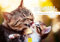Edition Seidel Premium Kalender Katzenmamas 2025 Format DIN A3 Wandkalender Katzenkalender für Mamas schöne Bilder tolle Sprüche Haustiere Kätzchen Katze Kater