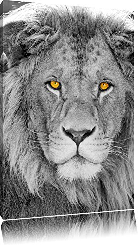 Pixxprint bildschöner Löwe B&W, Größe: 60x40cm, Leinwandbild, fertig gespannt, Wandbild, Dekoration, Kunstdruck, kein Poster