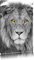 Pixxprint bildschöner Löwe B&W, Größe: 60x40cm, Leinwandbild, fertig gespannt, Wandbild, Dekoration, Kunstdruck, kein Poster