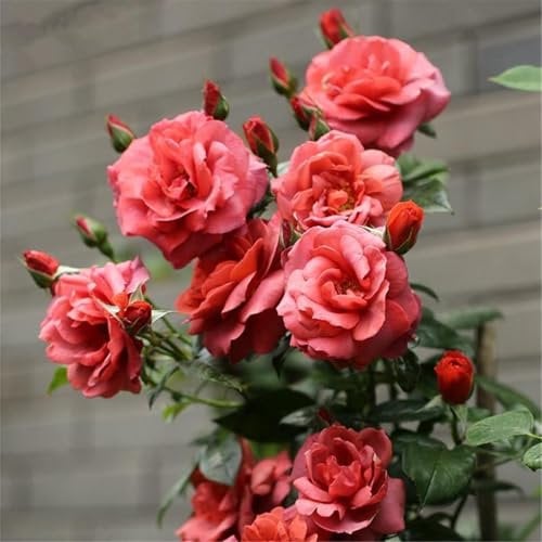 Winterharte Rosen Knollen - Strauchrose,Duftende Rosen in Prachtvollen Farben, Einfach zu Kultivieren-4Pflanze-S