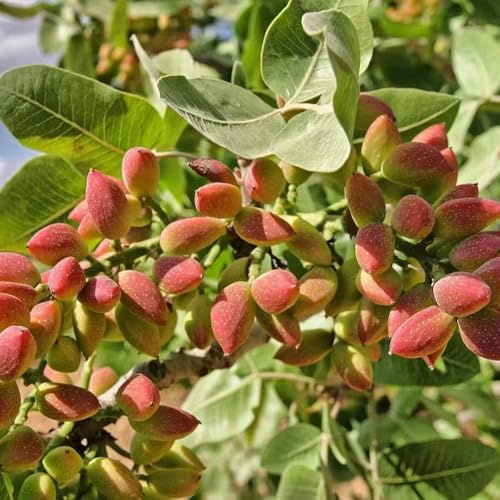 pistazienbaum - dekoration wohnzimmer zwergobstbäume bodendecker steingartenpflanzen obstsamen pflanzensamen gartenpflanzen garten hochbeet balkon topfpflanzen draußen bonsaibaum 15samen