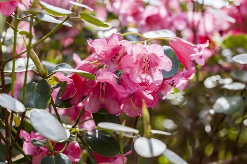 Rhododendron callimorphum 25-30 cm winterhart immergrün Zierstrauch | Halbschattiger Standort, pflegeleicht, dekorative Blüten, ideal für Beet und Kübel, robuster Zierstrauch