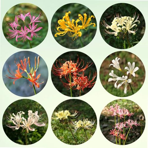 bulbi di lycoris radiata -bulbi di giglio ragno, bulbi di fiori perenni cipolla rossa bonsai vaso fiori primaverili bulbi piante da giardino fiorito fiori decorazione piante rare fiori 3pcs
