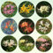 bulbi di lycoris radiata -bulbi di giglio ragno, bulbi di fiori perenni cipolla rossa bonsai vaso fiori primaverili bulbi piante da giardino fiorito fiori decorazione piante rare fiori 3pcs