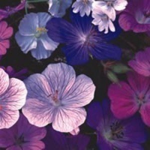 Geranium, Storchschnabel 10 Samen - Frosthart, schöner Mix - Eine der besten Sorten