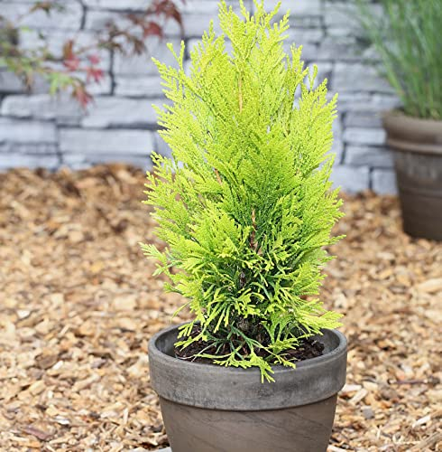 Gelber Lebensbaum 4ever Goldy 60-80cm - Thuja plicata