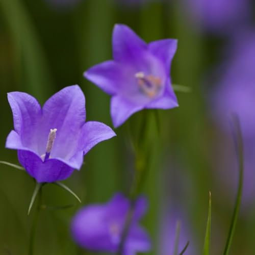 Campanula rotundifolia - UK Native Wildflower for Rockeries & Gardens | Bell-Shaped Blue Flowers, Hardy Perennial, Attracts Bees – 1x 1 Litre Potted Plant by Thompson & Morgan