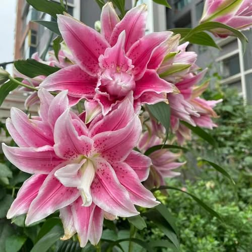 6 pcs baum lilien zwiebeln - winterharte pflanzen für garten, lilie blumen balkon deko winterharte blumen frühlingsblüher zwiebeln gartenpflanzen winterhart mehrjährig, garten pflanzen