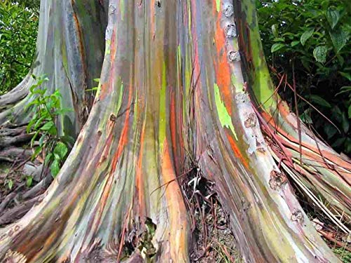 55 Samen von Eucalyptus Deglupta, Regenbogen-Baum, Regenbogen-Gum, seltenen lebensfähigen Samen